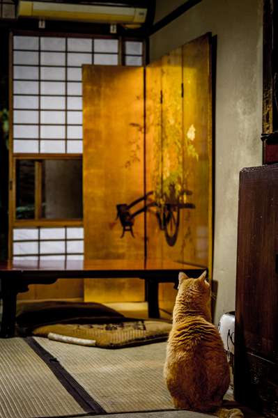 A cat stands guard in a teahouse in Kyoto, Japan