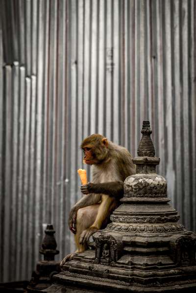 A monkey enjoys an ice cream at the Swayambhunath monkey template in Kathmandu, Nepal