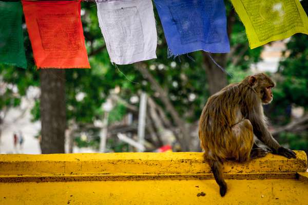 A monkey at the Swayambhunath monkey temple in Kathmandu, Nepal